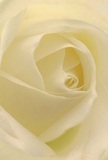 This evocative image draws you directly into the luminous centre of a cream-white rose, as though you've found shelter within its folded petals. The spiralling motion of each petal suggests a peaceful unfolding, their airy texture barely disturbed-like the first gentle breeze across Bickley's open greens. Light nestles among the ivory edges, creating a serene interplay of highlights and tender shadows that bestows the bloom with gentle depth and understated drama. This atmosphere speaks of peace and the quiet support found in local acts of kindness-echoing gestures of sympathy, admiration, or hope, often marked by a bouquet delivered throughout Bickley. The soft, sweet scent is almost tangible, reminiscent of fresh mornings and spaces filled with thoughtful intent. This perspective celebrates not just the visual beauty, but the soul of a rose, highlighting the careful artistry and meaning poured into every special arrangement crafted for Bickley's families by trusted local florists.